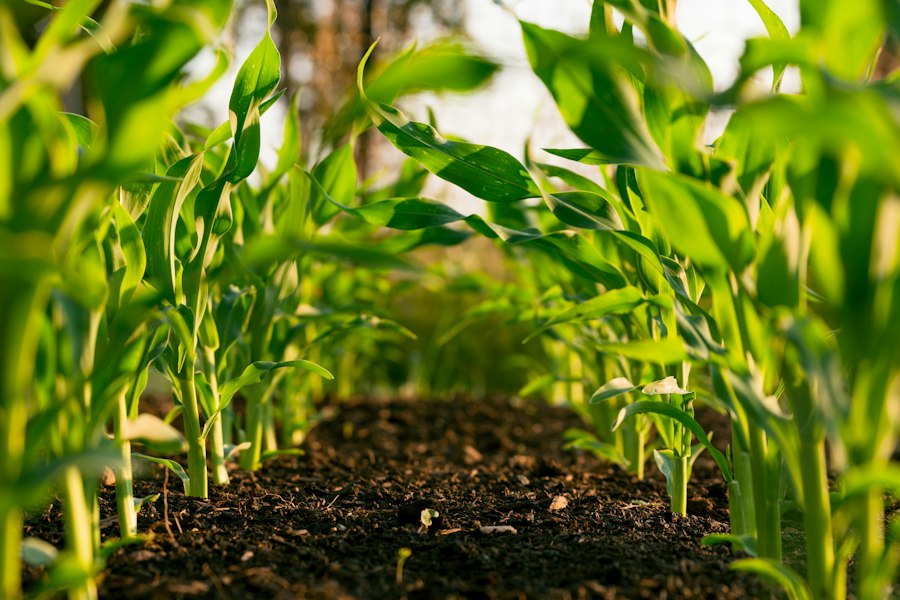 Agriculteurs congolais dans une rizière