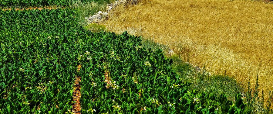 Marché coloré de produits frais en Afrique
